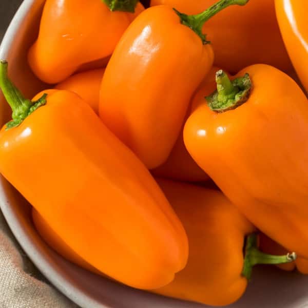 Orange Pepper 6.5 oz, Size: One Size