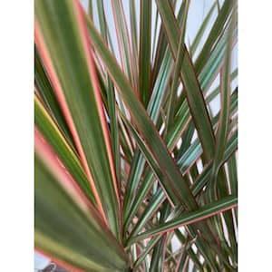 10 in. Bi Color Dracaena Plant in Deco Pot