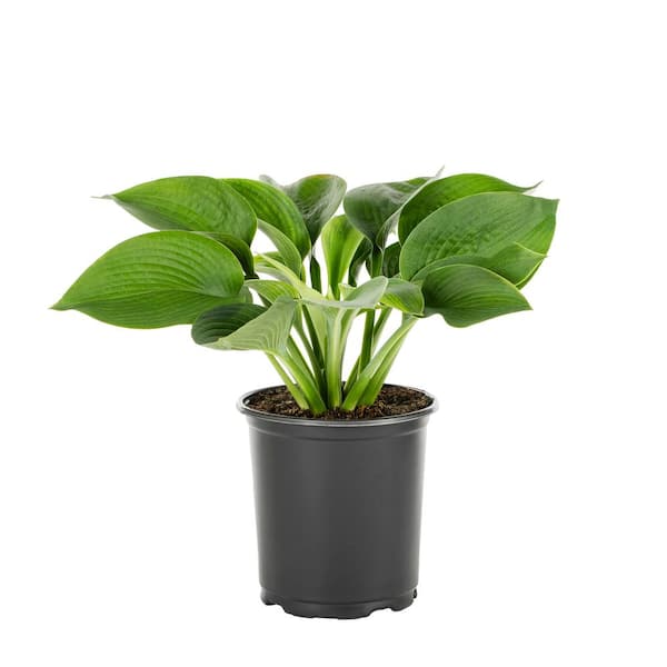 2.5 Qt. Hosta Hope Springs Eternal Plant with No Blossom in Grower pot