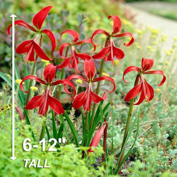 Garden State Bulb 16/18 cm, Aztec Lily Sprekelia Flower Bulbs (Bag