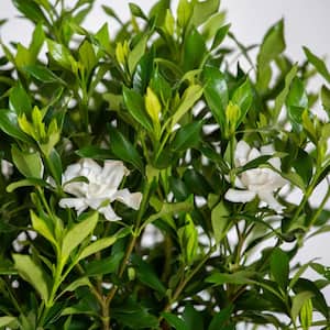 2 Gal. Fool Proof Gardenia, Evergreen Shrub In A Compact Form With Pure White Blooms