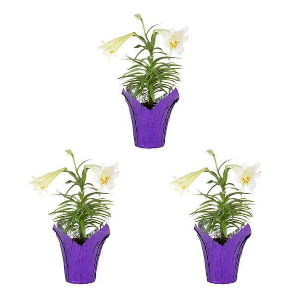 METROLINA GREENHOUSES 1.75 Qt. Easter Lily Annual Plant (3-Pack)