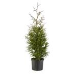 7 Gal. Arborvitae Green Giant Shrub with Green Foliage