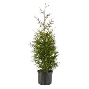 2.25 Gal. Arborvitae Green Giant Shrub with Green Foliage