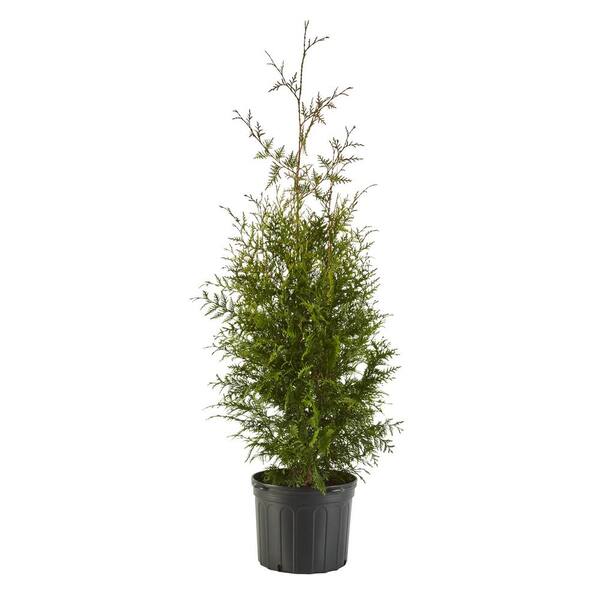 Unbranded 2.25 Gal. Arborvitae Green Giant Shrub with Green Foliage