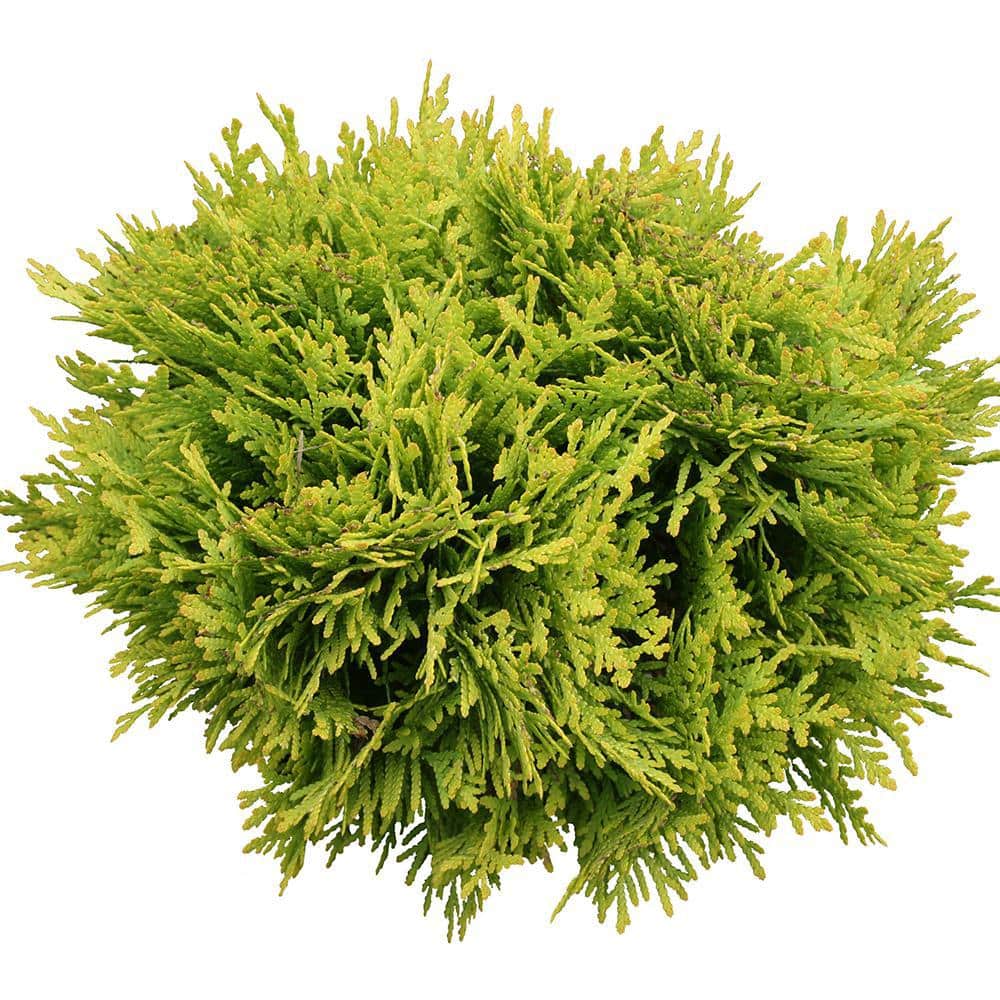 2 Gallon Bright Yellow Evergreen Arborvitae Shrub