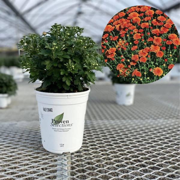 PROVEN WINNERS 1 Gal. Royale, Proven Selections Orange Hailey Garden Mum (Chrysanthemum), Live Plant (1-Pack)