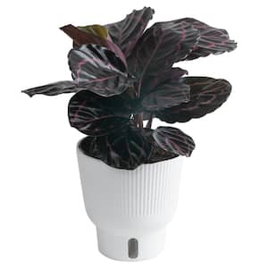 Trending Tropicals Calathea Dottie Indoor Plant in 6 in. White Pot, Avg. Shipping Height 1-2 ft. Tall
