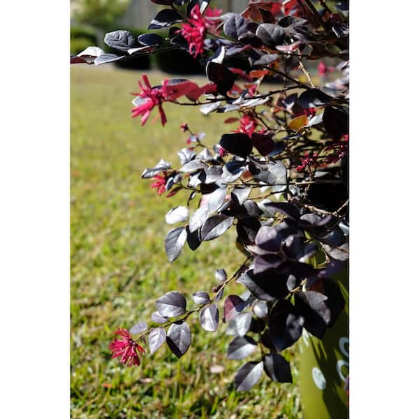 Ever Red Mini Ever Red Loropetalum Mini