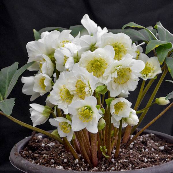 Spring Hill Nurseries Snowbells Lenten Rose (Hellebore), Live Bare Root Perennial Plant (1-Pack)