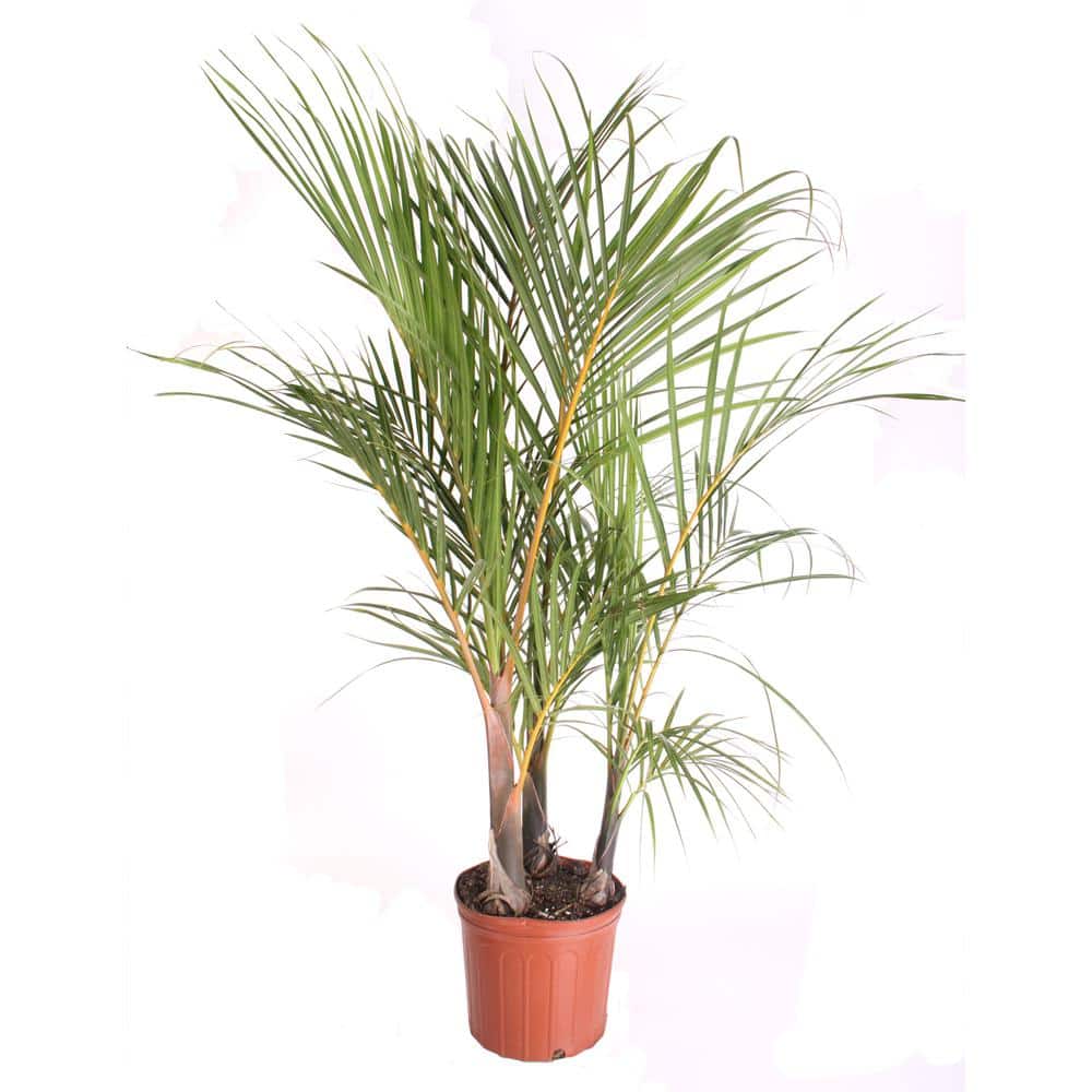 Costa Farms 14 in. Spindle Palm Tree SP14 - The Home Depot