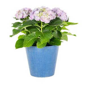 1.25 Gal. Indoor Hydrangea Floral Plant