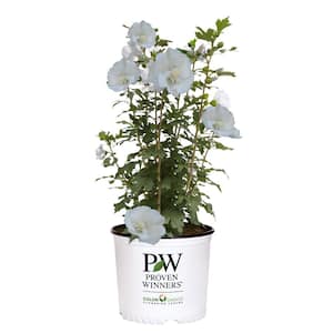 2 Gal. White Pillar Rose of Sharon (Hibiscus) Plant with White Flowers