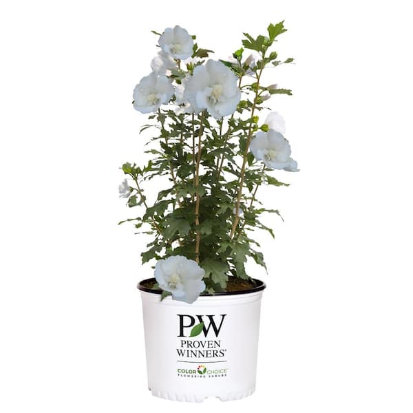 PROVEN WINNERS 2 Gal. White Pillar Rose of Sharon (Hibiscus) Plant with White Flowers
