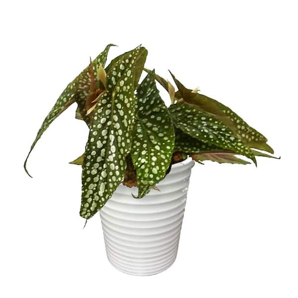 Bold Belles Angel Wing Begonia Dappled Morning Indoor Plant in 3.5 in. White Ceramic Container