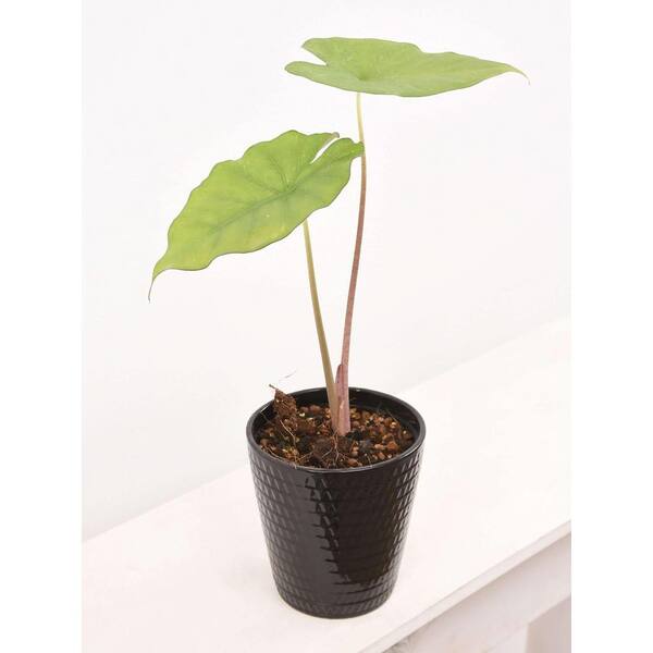 Wekiva Foliage Sumo Alocasia-4 Live Starter Plants in 2 in. Pots-Alocasia Sumo-Florist Quality Air Purifying Indoor Plant
