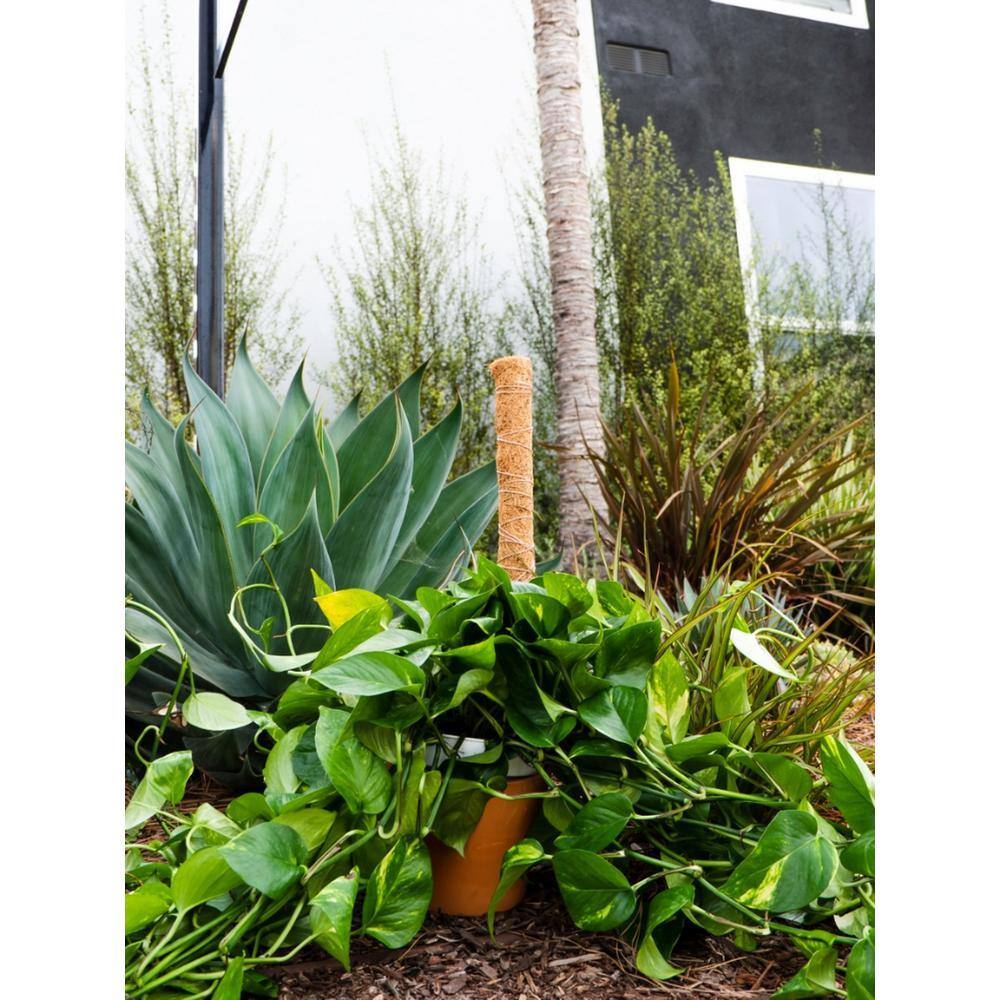 24-Inch Natural Coco Moss Plant Support Stakes, 4-Pack