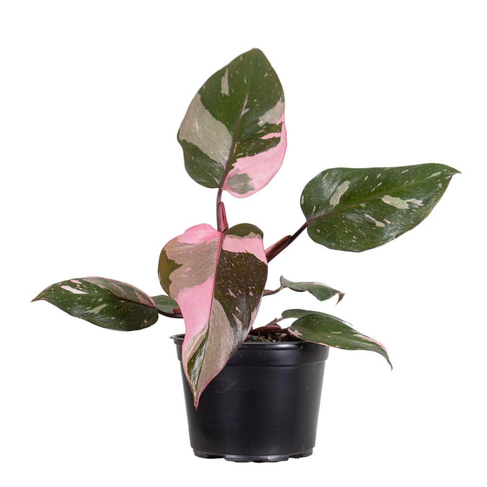 Live Pink Princess Exotic Tropical Philodendron Erubescens Houseplant in 6 in. Grower Pot price history on PriceWatchPro