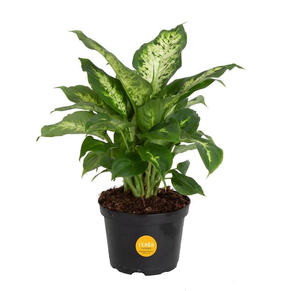 Costa Farms Dieffenbachia Indoor Plant in 6 in. Grower Pot, Avg. Shipping Height 1-2 ft. Tall