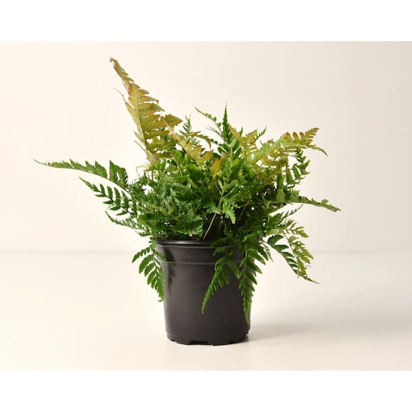 national PLANT NETWORK 1 gal. Autumn Fern Plant HD1807 - The Home Depot