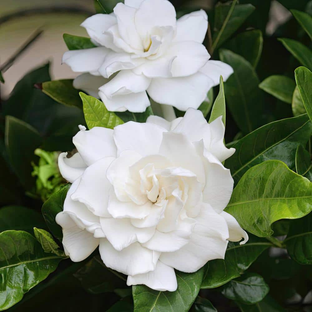 3 Gallon White Gardenia Aimee Evergreen Shrub