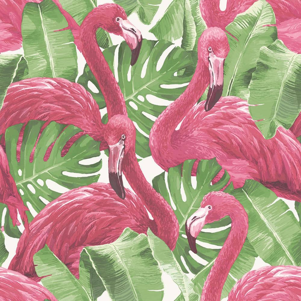 Flamingos Wallpapers  Wallpaper Cave
