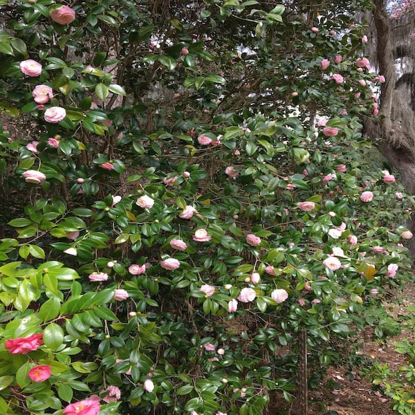 3 Gal. High Fragrance Japanese Camellia Shrub With Light Pink Flowers