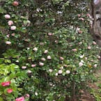 ★送料・関税込★15wol★CAMELLIA FLOWER KEYRIN.G★人気★ カメリアの花の種 植え付け 優雅 100個