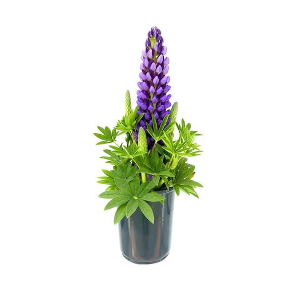 Unbranded Perennial Lupine p. Staircase Blue 2.5 qt.