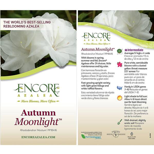 ENCORE AZALEA 1 gal. Autumn Moonlight Shrub with White Flowers 10365 - The  Home Depot