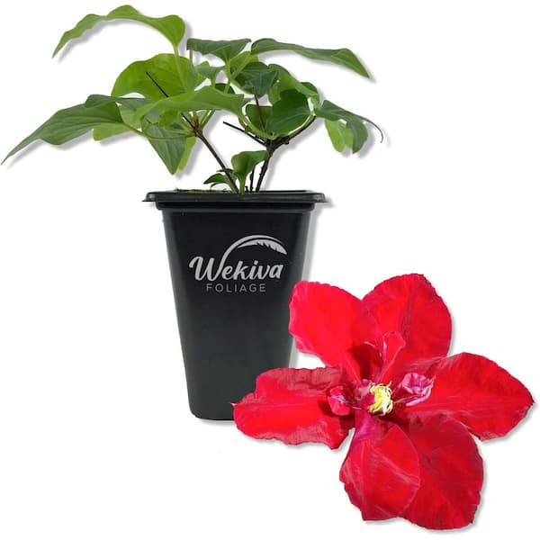 Wekiva Foliage Clematis Charmaine-Live Starter Plant in a 2 Inch Growers Pots-Starter Plants Ready for The Garden