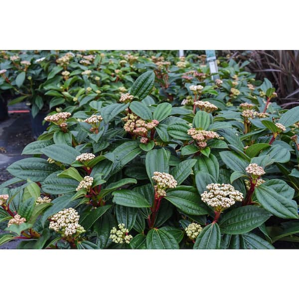 1 Gal. David Viburnum Evergreen Shrub