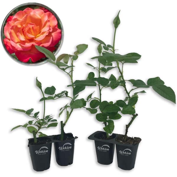 Wekiva Foliage Baccara Rose Bush-4 Live Starter Plants in 2 in