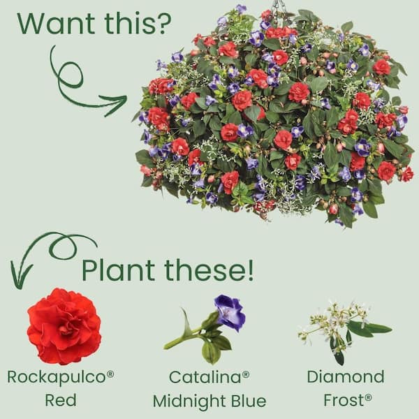 Proven Winners 4.25 in. Eco+ Grande Rockapulco Red Double