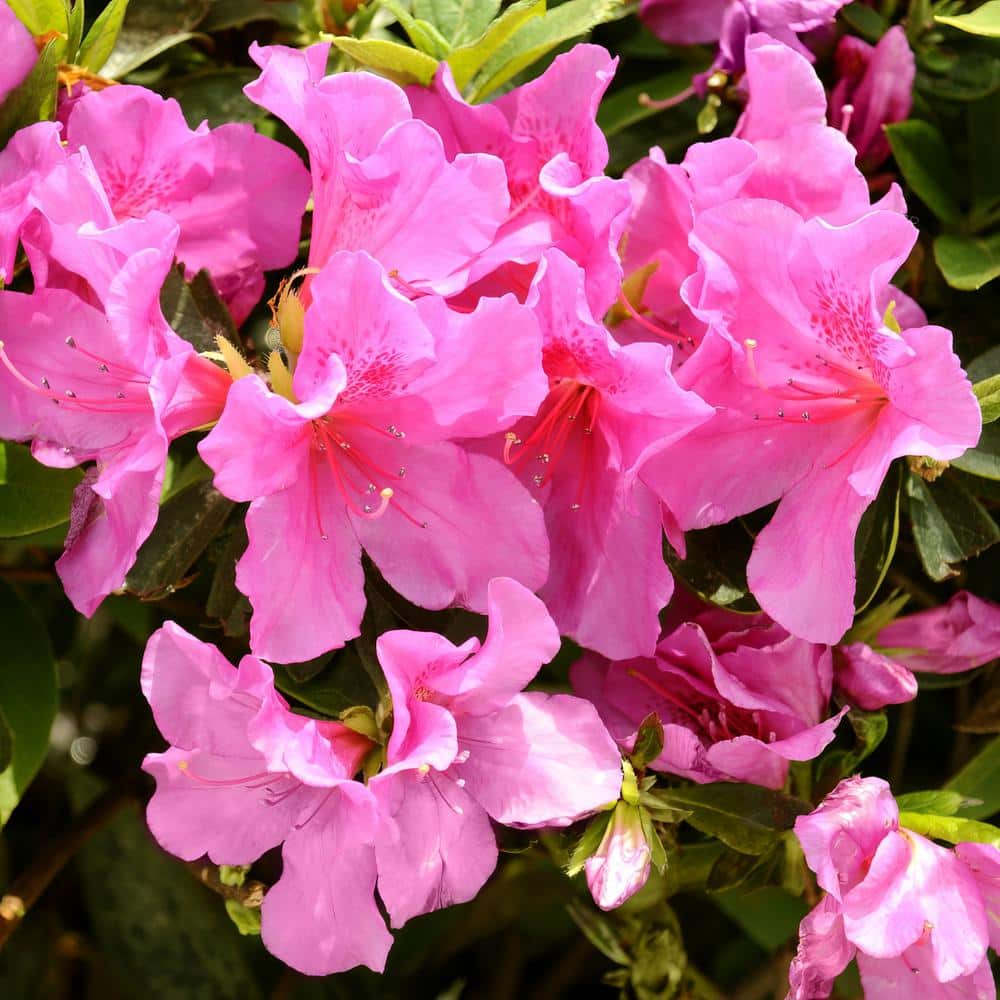 2.25 Gal. Pride of Mobile Azalea - (1-Piece) price history on PriceWatchPro