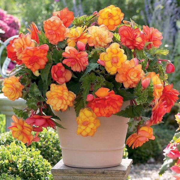 Unbranded 5 cm to 6 cm Golden Balcony Begonia Bulbs (3-Pack)