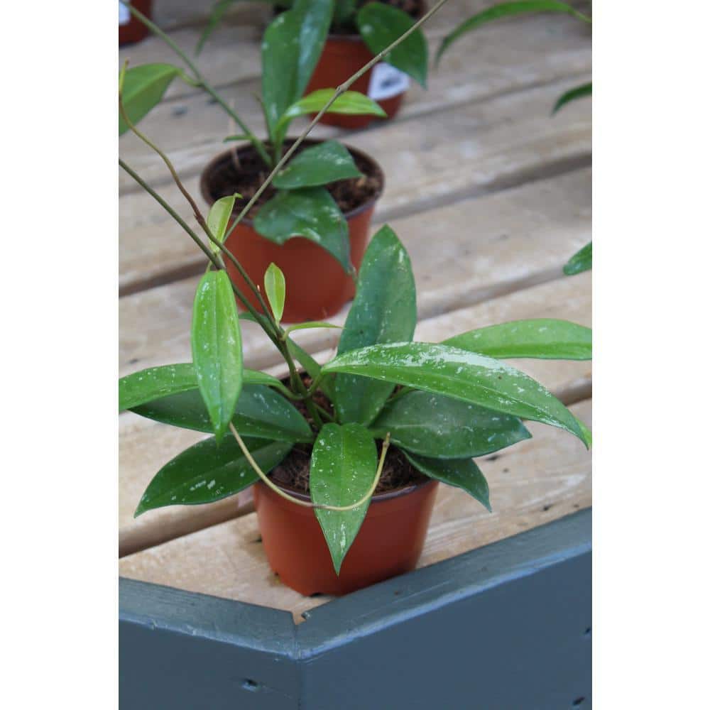 wekiva-foliage-house-plants-