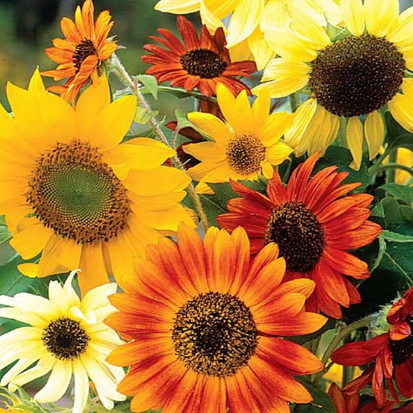 Ferry-Morse Sunflower Fun Sunny Hybrid Mix Seed 9507 - The Home Depot