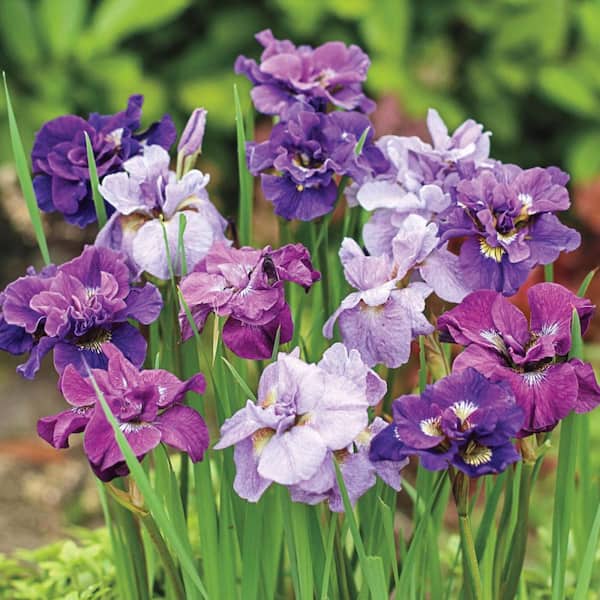 Breck's Double Flowering Siberian Iris Mixture, Dormant Bare Root Flowering Perennial Plant Roots (5-Pack)