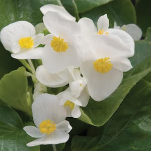 1.38 PT. Green Leaf Begonia Annual Plant with White Flowers