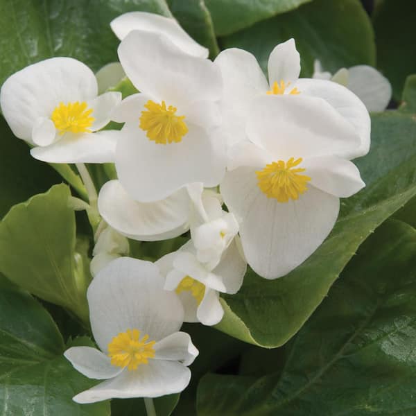 Pure Beauty Farms 1.38 PT. Green Leaf Begonia Annual Plant with White Flowers