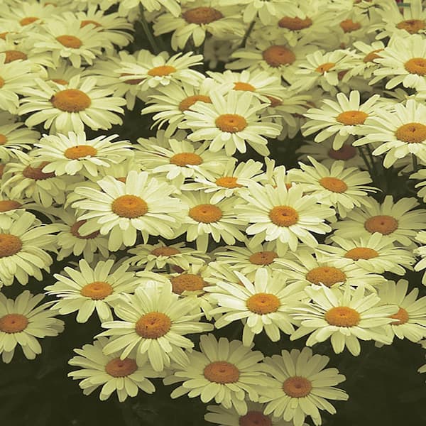Vigoro 2.6 Qt. Yellow Leucanthemum Shasta Daisy Perennial Plant in Grower Pot