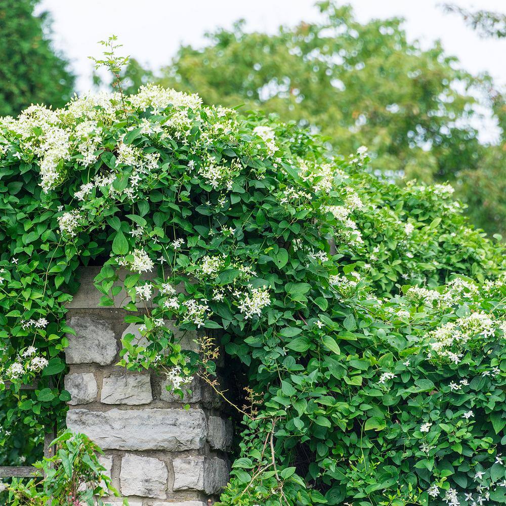 Spring Hill Nurseries 2 In Pot Sweet Autumn Clematis Live Perennial Plant White Flowering Vine 66189 The Home Depot