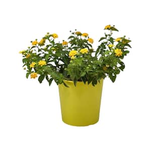 1.5-Gal Lantana Plant Yellow Flower in 8.25 in. Grower's Pot