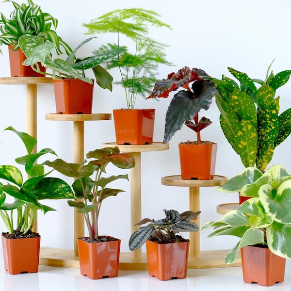 Easy Live House Plants (12 Pack), Clean Air Plant Pack, 2 in. Grower Pots, Popular Indoor Plants, Approx. 4 - 8 in. Tall
