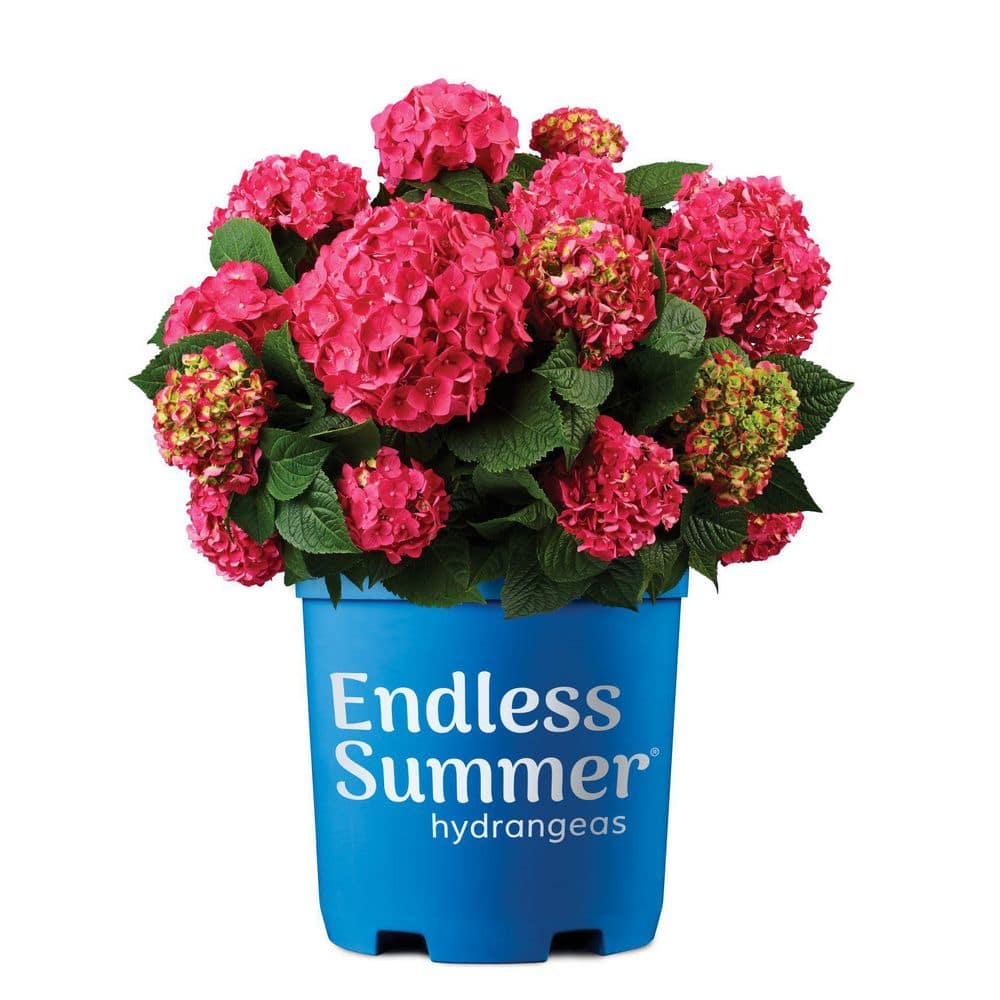 1 Gal. Summer Crush Hydrangea Reblooming Live Plant with Raspberry Red Flowers price history on PriceWatchPro