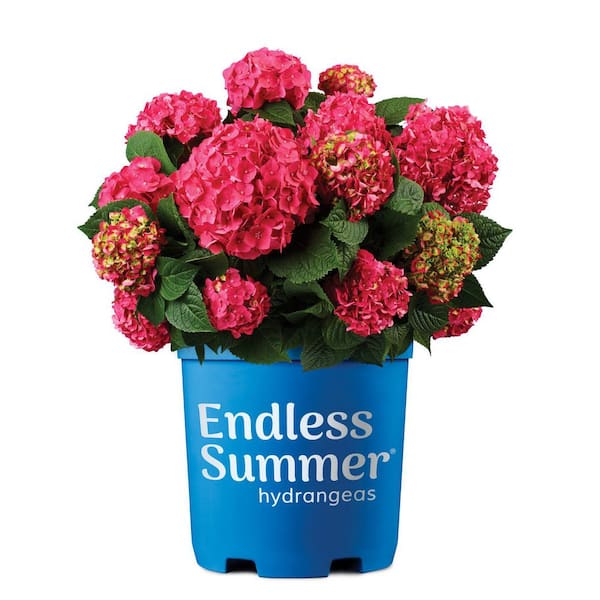 1 Gal. Summer Crush Hydrangea Reblooming Live Plant with Raspberry Red Flowers 1 Each