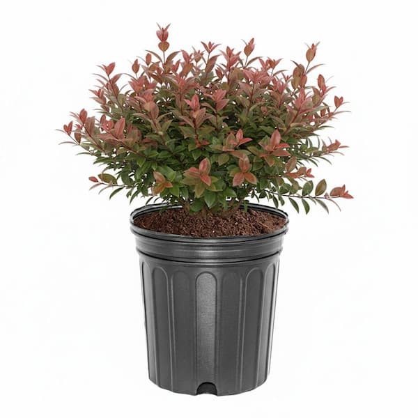 MCCORKLE 2 Gal. Shades of Pink Viburnum, Evergreen Shrub, Blush