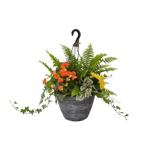 Unbranded 12 in. Begonia Plant Hanging Basket Mix in Orange/Yellow