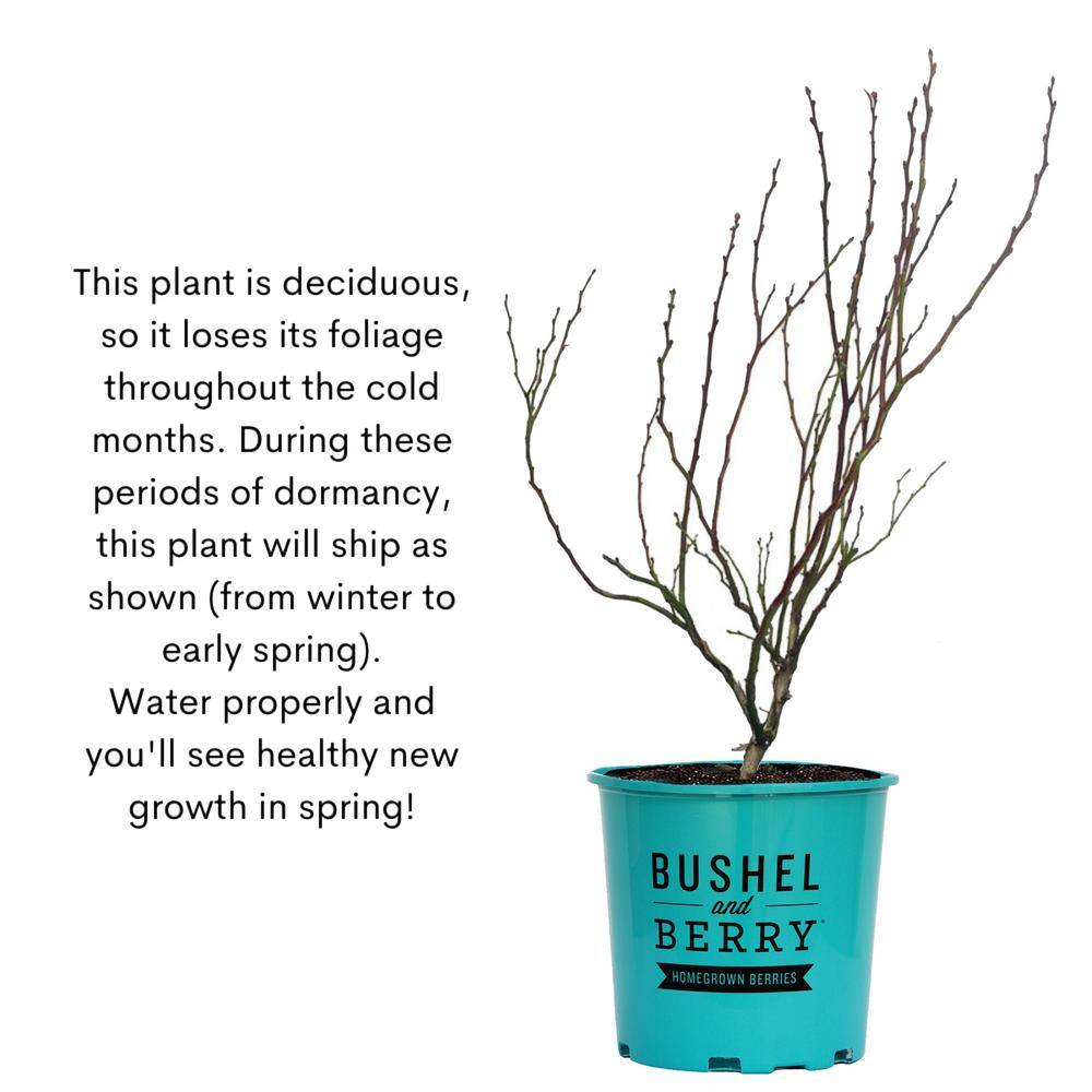 Peach Sorbet Blueberry Plant in 2-Gallon Container